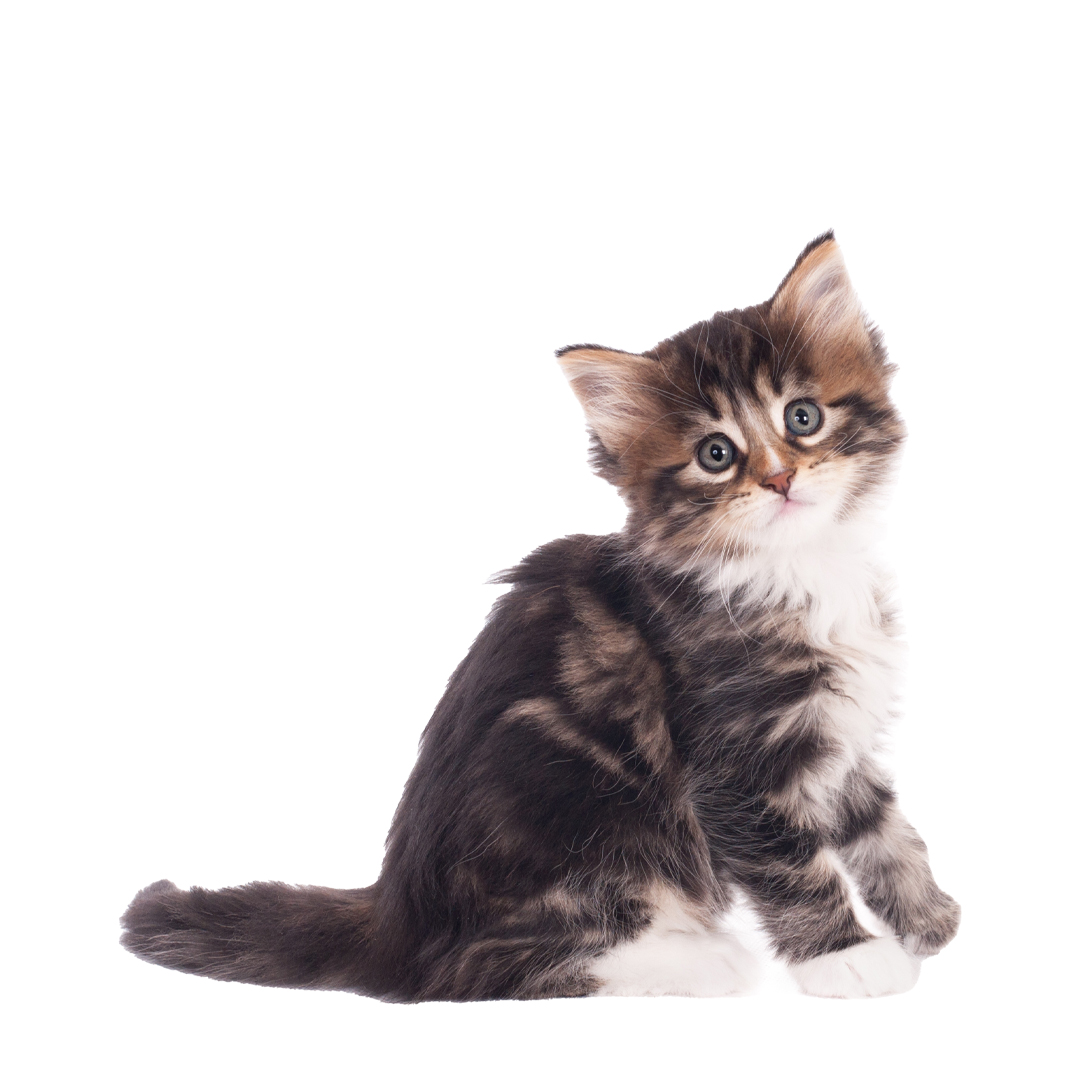 list item image